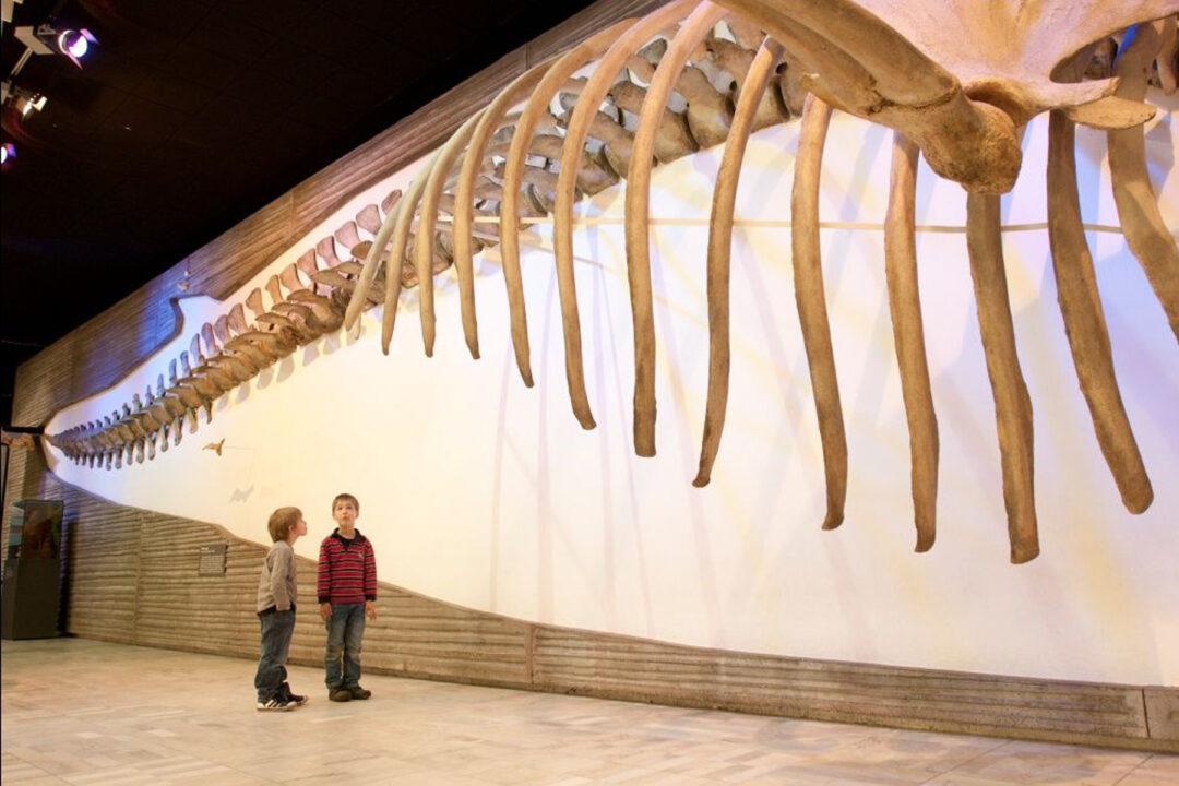 zwei Kinder stehen vor einer Wand, an der ein Dinosaurier Skelett hängt